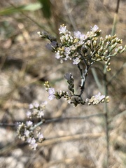 Limonium admirabile