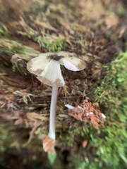 Entoloma fuscosquamosum