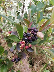 Aronia mitschurinii