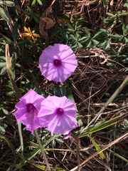 Ipomoea cairica