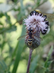 Conops quadrifasciatus