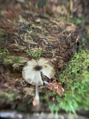 Entoloma fuscosquamosum