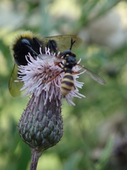 Conops quadrifasciatus