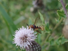 Conops quadrifasciatus