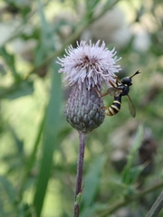 Conops quadrifasciatus