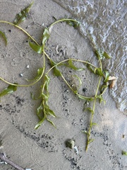 Potamogeton praelongus