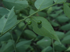 Phyllanthus acuminatus