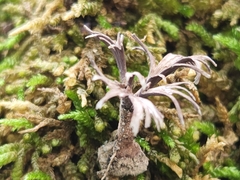 Thelephora regularis