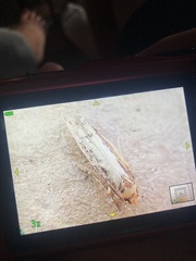 Blastobasis adustella