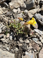 Erythranthe caespitosa