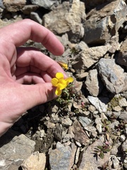 Erythranthe caespitosa
