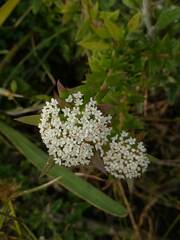 Platysace stephensonii