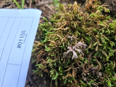 Thelephora regularis