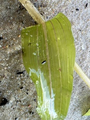 Potamogeton praelongus