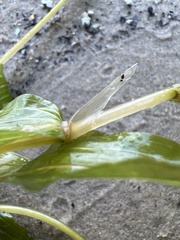 Potamogeton praelongus