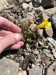 Erythranthe caespitosa