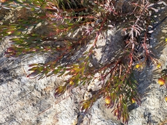 Leucadendron cadens
