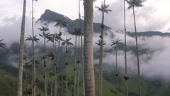 Ceroxylon quindiuense