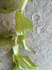 Potamogeton praelongus