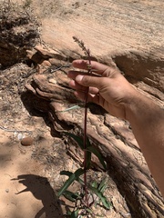 Penstemon laevis