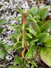 Rhododendron tomentosum