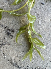 Potamogeton praelongus