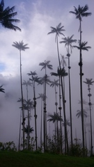 Ceroxylon quindiuense