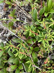 Rhododendron tomentosum