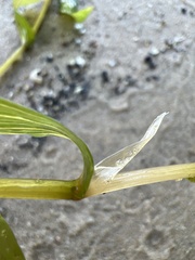 Potamogeton praelongus