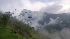 Ceroxylon quindiuense