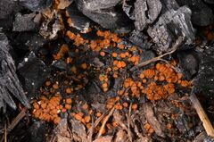 Anthracobia macrocystis