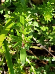 Platysace stephensonii