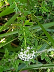 Platysace stephensonii