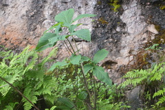 Xanthosoma wendlandii