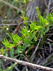 Platysace stephensonii
