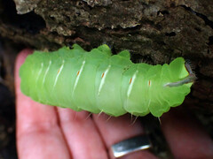 Antheraea polyphemus