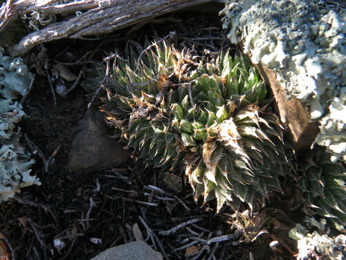 Haworthia marumiana