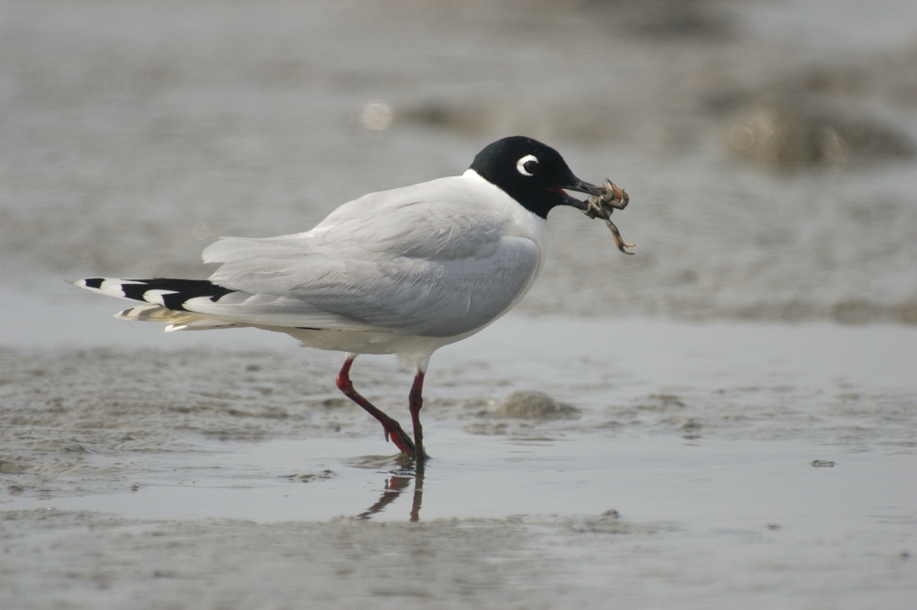 Saunders's Gull
