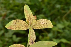 Leptotrochila verrucosa
