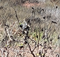 Polioptila californica