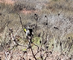 Polioptila californica