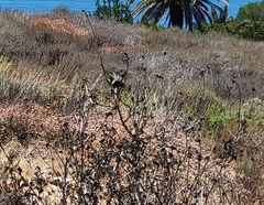 Polioptila californica