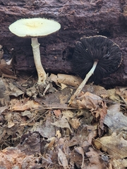 Agaricus auricolor