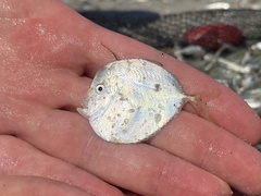 Selene setapinnis