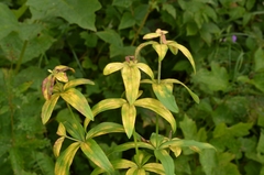 Leptotrochila verrucosa