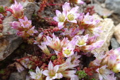 Sedum candolleanum