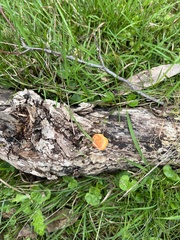 Piptoporus australiensis