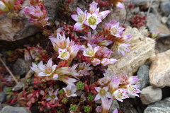 Sedum candolleanum