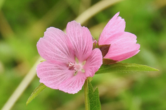 Sidalcea hendersonii