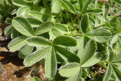 Potentilla nivalis